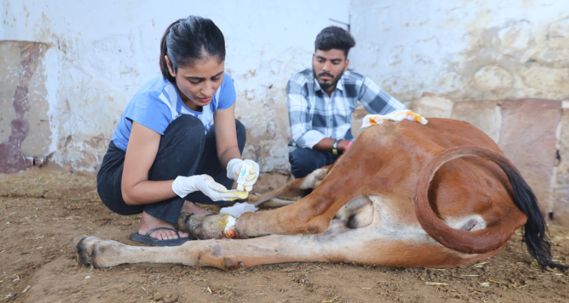 Join Madhuri’s Mission to Heal and Save Rajasthan’s Injured Animals