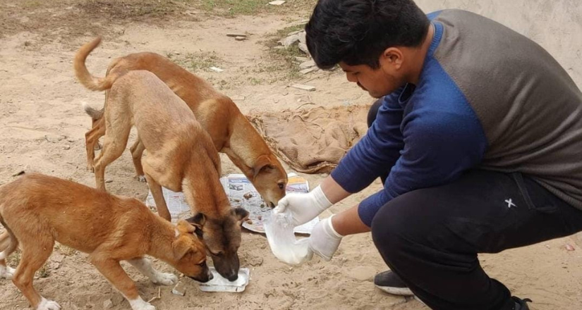 Every Paw Deserves Safety - Help Parth Build Their Shelter